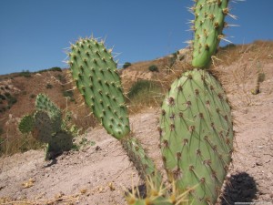desert-cactus